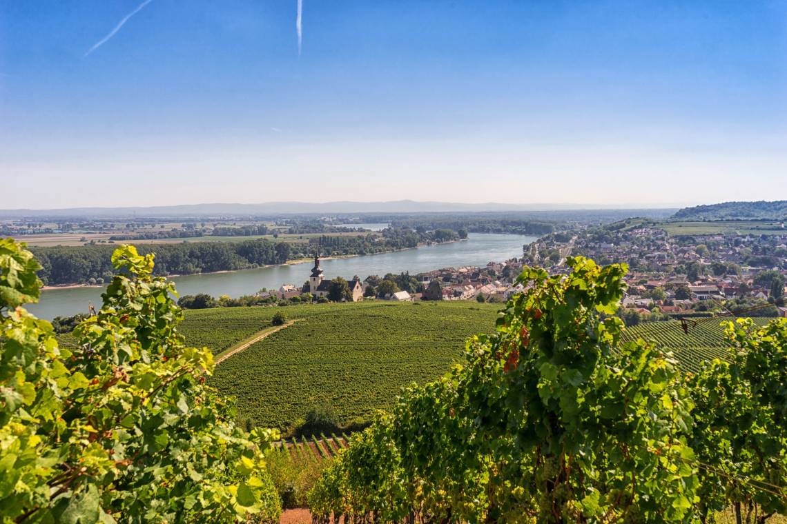RheinTerrassenWeg - Schöner Ausblick auf Nierstein