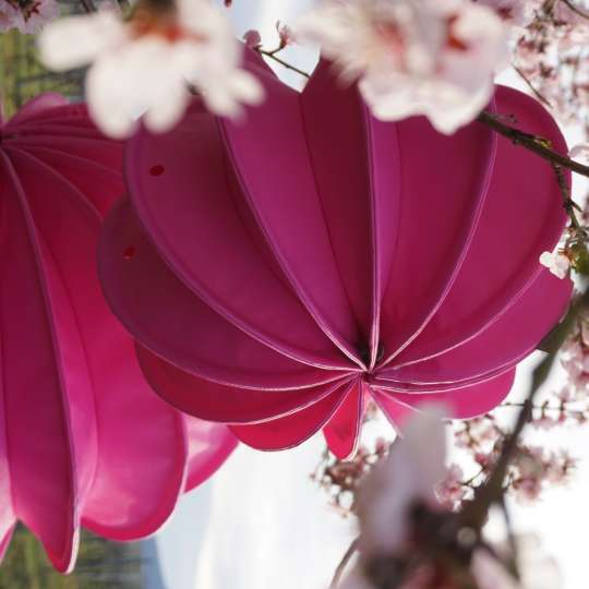 Barlooon – wetterfester Outdoor-Lampion PINK im blühenden Baum