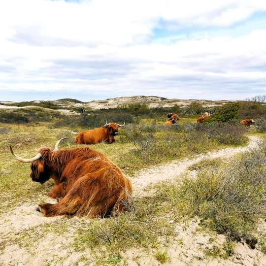 Egmond - Kuh am Strand