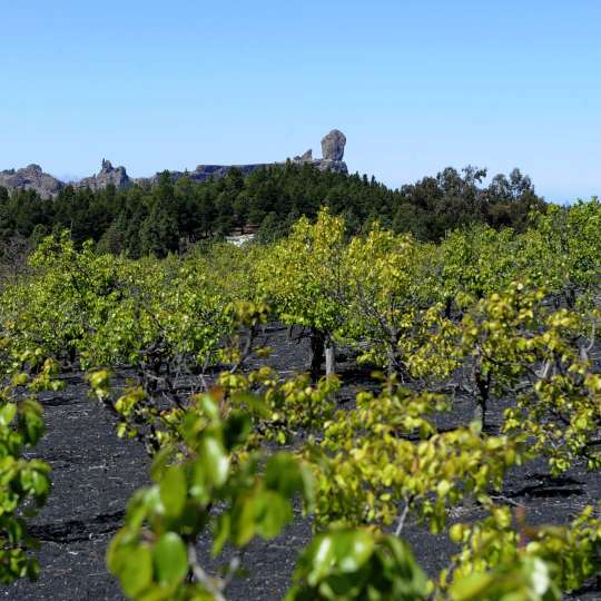 Weinanbau auf Gran Canaria - Roque Nublo