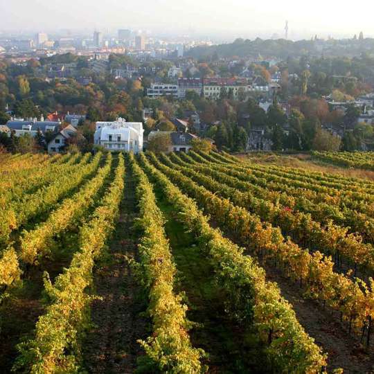 Jochen Schweizer - Malerisches Weinanbaugebiet