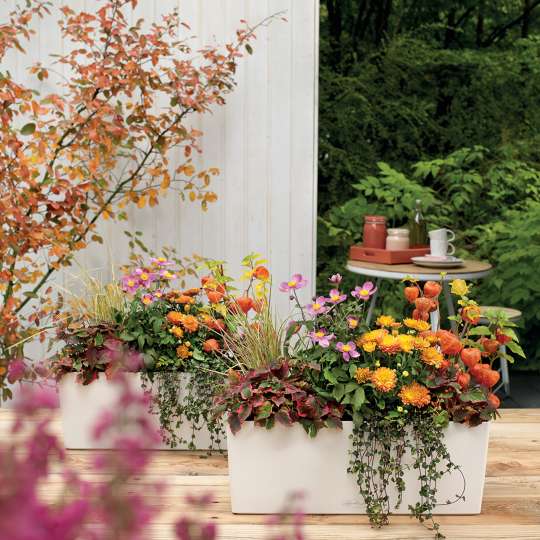 Lechuza - Herbstblumen fühlen sich wohl im Pflanztopf BALCONERA Color 50