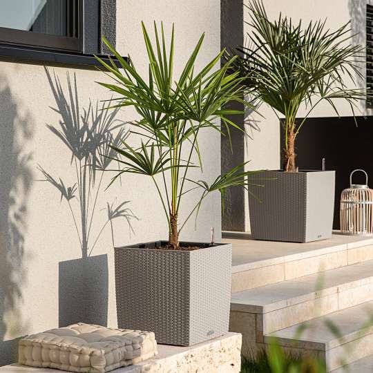 LECHUZA - So fühlen sich Palmen auf der Terrasse wohl: CUBE Cottage mit PALMPON Substrat