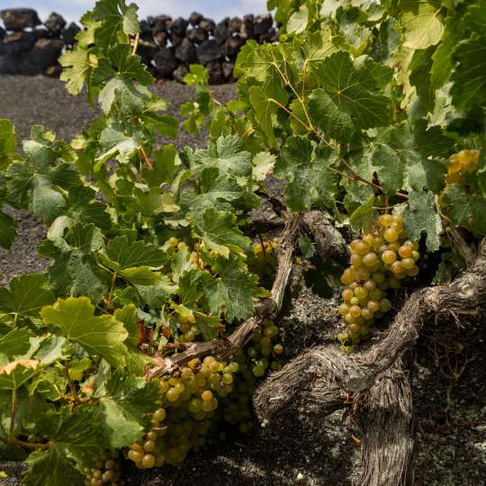 Wein von Lanzarote