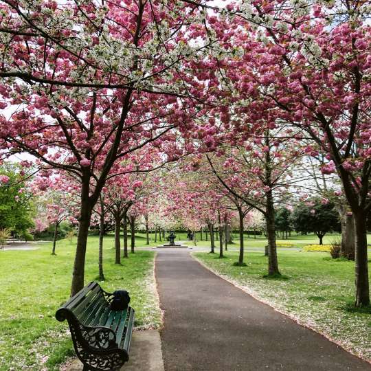 DUBLIN - Wie es keiner kennt - Ungeahnte Seite: Dublin steht in Kirschblüte