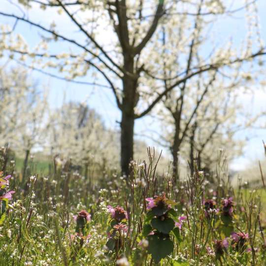 RHT - Die Obstroute - Blühende Obstbäume und Wiesen bei Gau-Algesheim