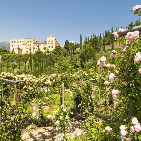 Traumhafte Rosengärten von Castel Trauttmansdorff