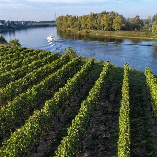 Die belgische und niederländische Weinregion