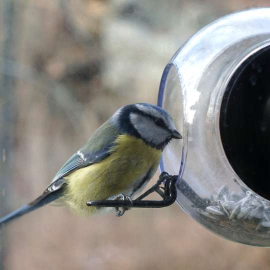 Born in Sweden - Vogelfutterhäuschen - Blaumeise