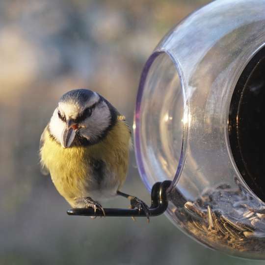 Born in Sweden - Vogelfutterhäuschen - Einfach am Fenster befestigen