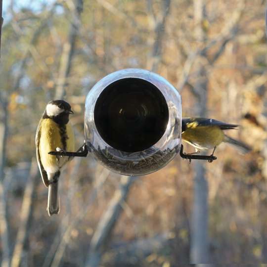 Born in Sweden - Vögel von nah beobachten - Vogelfutterhäuschen