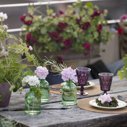  Geraniums in the City