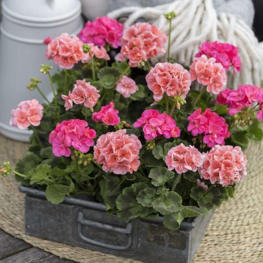 Geraniums in the City