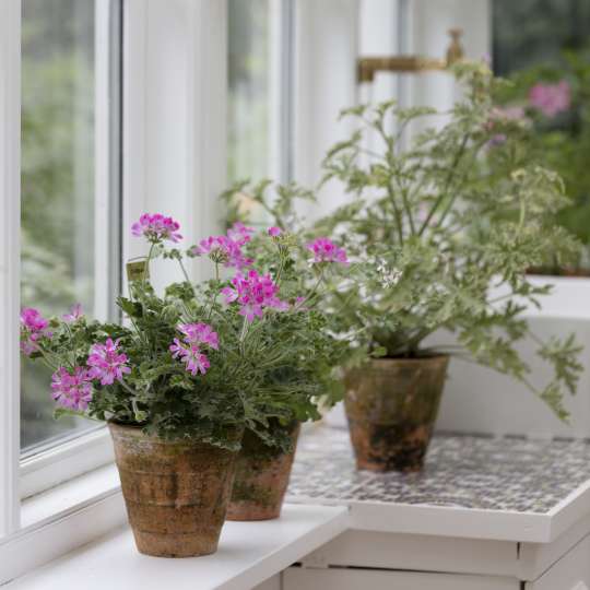 Scented Geraniums 2