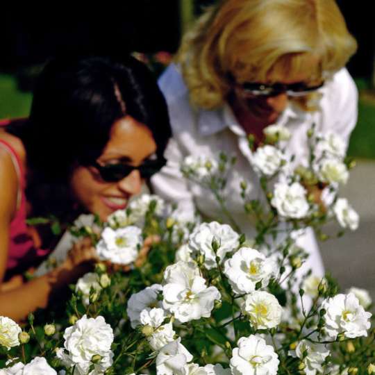 Insektenfreundliche Rosensorten lassen sich im Garten sowie auf Balkon und Terrasse vielseitig und sehr dekorativ einsetzen. Foto: djd/www.rosen-tantau.com