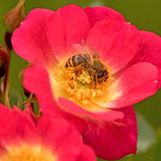 Rosen mit ungefüllten Blüten sind für Insekten eine attraktive Nahrungsquelle. Foto: djd/www.rosen-tantau.com/Jan Krüger