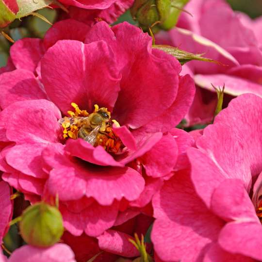 Bienenweide-Rosen schmücken den Garten und liefern wertvolle Nahrung für Bienen, Hummeln und andere Insekten. Foto: djd/www.rosen-tantau.com/S .Schulze