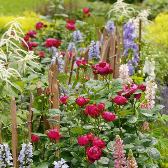 In Kombination mit insektenfreundlichen Stauden lassen sich mit Bienenweide-Rosen kleine Naturoasen schaffen. Foto: djd/www.rosen-tantau.com/Stefan Schulze