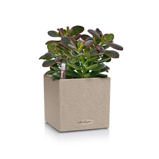 Blumentopf CANTO mit Crassula