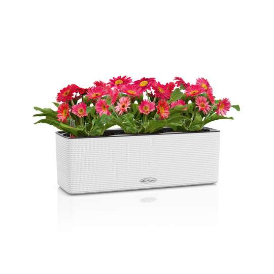 Pflanzbehälter CUBE weiss mit Gerbera