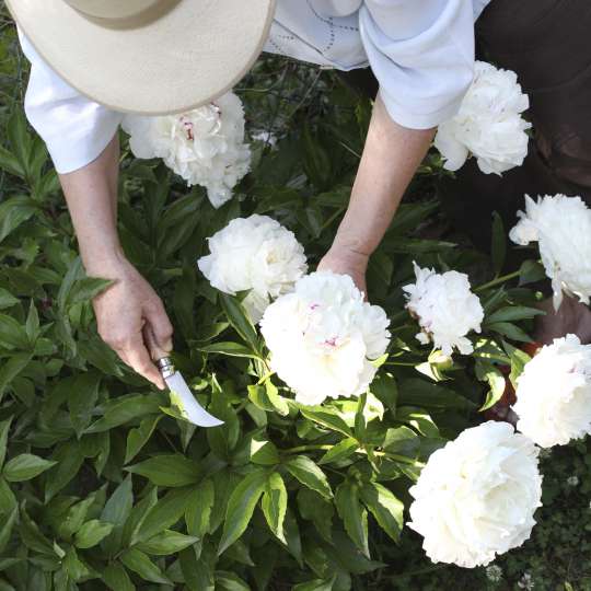 Gartenklappmesser und Blumen