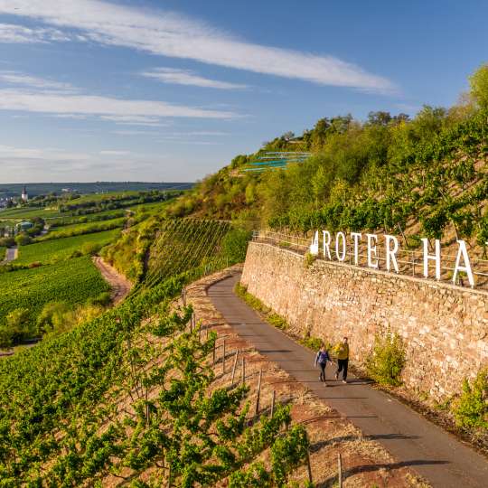 Rhein-Terrassen-Weg - Roter Hang bei Nierstein