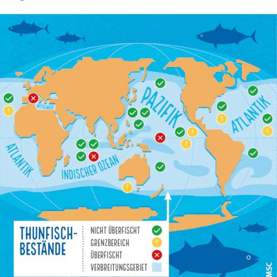 Zustand der Thunfischbestände weltweit
