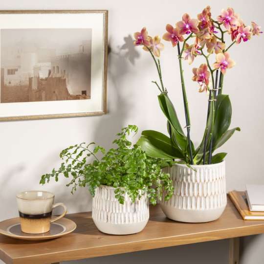 Artisan Beauties – Natural Surfaces von Scheurich