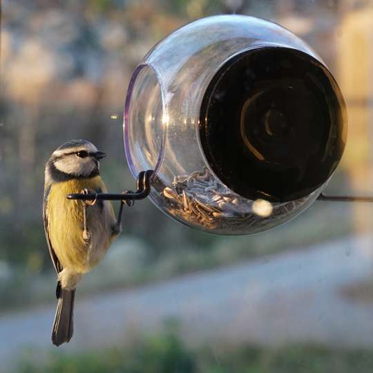 BIRDFEEDER/ Vogelfutterhäuschen